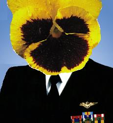 Admiral Pansy