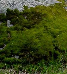 The Lichen