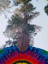 The Hippie Sequoia
